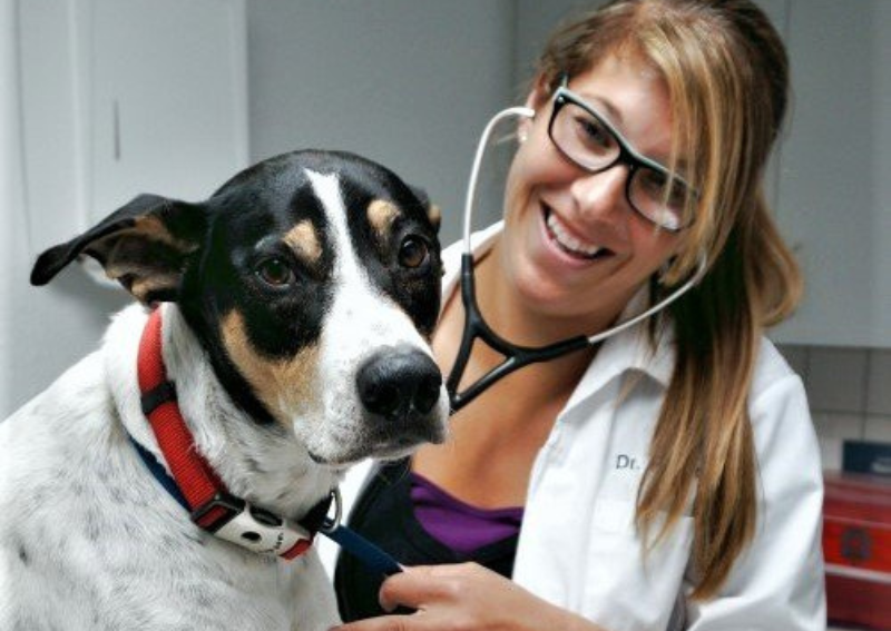 Carousel Slide 2: Offering routine dog wellness exams!