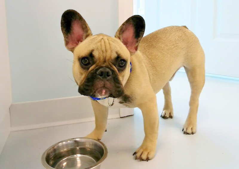 Carousel Slide 4: Get a custom pet nutrition plan